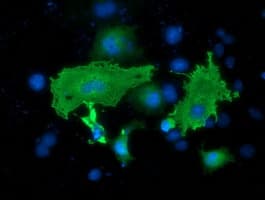 SH2B3 / LNK Antibody (clone OTI1E6)