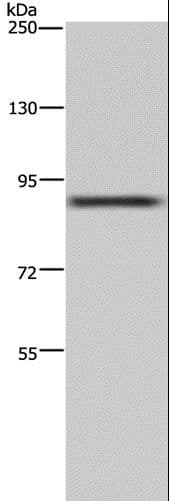 Polyclonal Rabbit anti-Human CUL3 / Cullin 3 Antibody (IHC, WB)