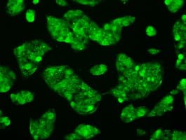 RNF144B Antibody (clone OTI11F4)