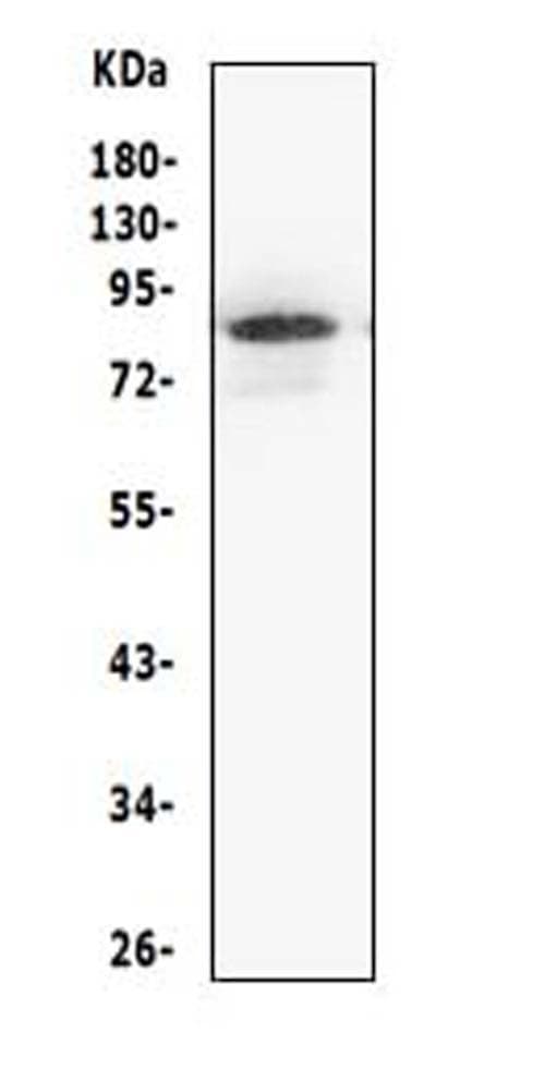 MCM5 Antibody (aa720-734)