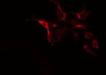 MRPL10 Antibody
