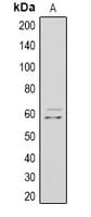 MYC / c-Myc Antibody