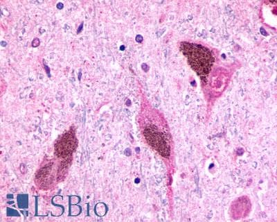 PathPlus™ RXFP3 Antibody (Cytoplasmic Domain)