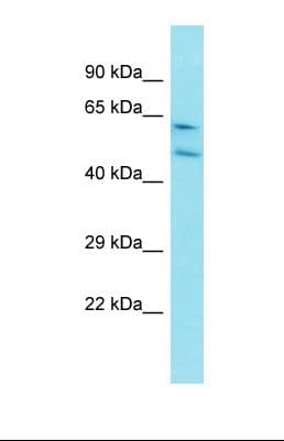 Polyclonal Rabbit anti-Rat CCNI / Cyclin I Antibody (N-Terminus, WB)