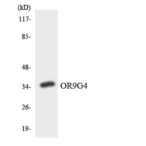 OR9G4 Antibody (aa254-303)