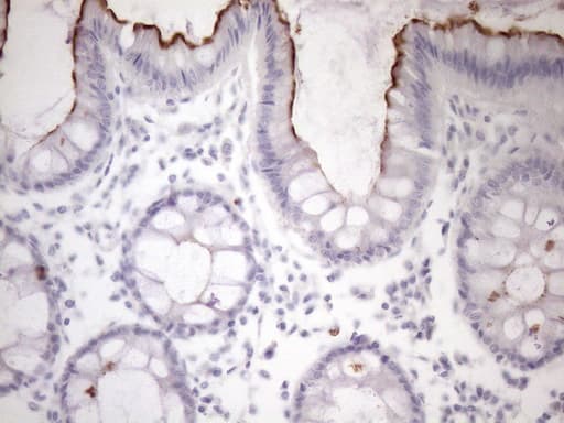 Monoclonal Mouse anti-Human SSX2IP Antibody (clone OTI9B2, aa1-272, IHC, WB)