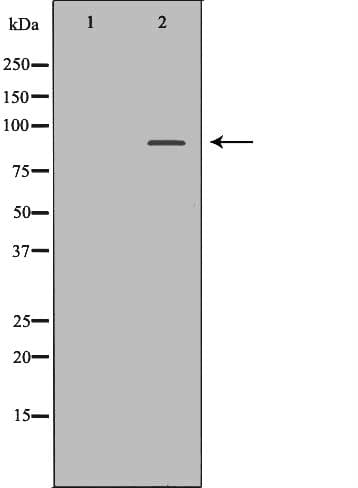 NIRF / UHRF2 Antibody