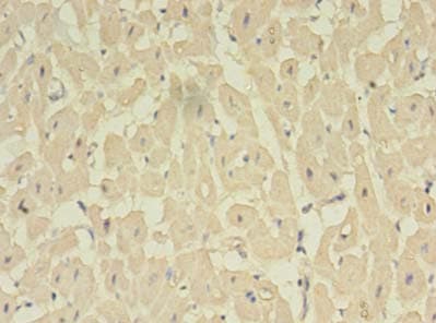 NOSTRIN Antibody