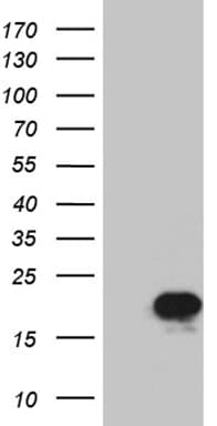 PRDX5 / Peroxiredoxin 5 Antibody (clone OTI3B6, Carrier-free)