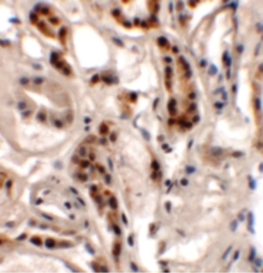 DPAGT2 / DPAGT1 Antibody
