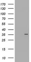CYB5R1 Antibody (clone OTI2D10, Carrier-free)
