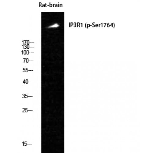 ITPR1 / IP3 Receptor Type 1 Antibody (1700-1780 aa)