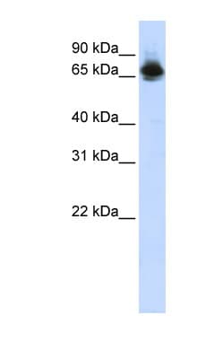 FUBP1 Antibody (aa540-589)