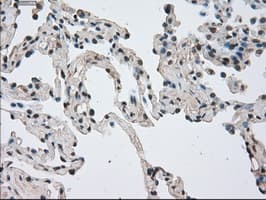 NEK6 Antibody (clone OTI5D7)