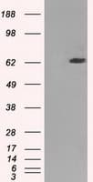 GBP2 Antibody (clone OTI4E5)