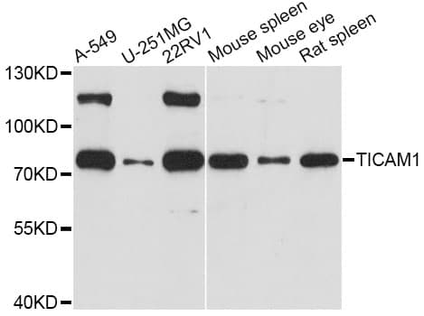 Polyclonal Rabbit anti-Human TICAM1 / TRIF Antibody (IHC, WB)