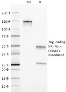 Monoclonal Mouse anti-Human Ferritin Antibody (clone FTL/1389, Azide-free,BSA-free, IHC, IF)