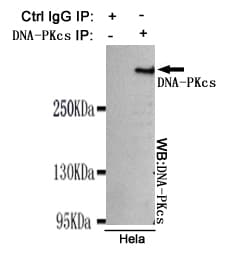 PRKDC / DNA-PKcs Antibody