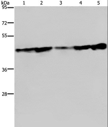 LASS4 Antibody