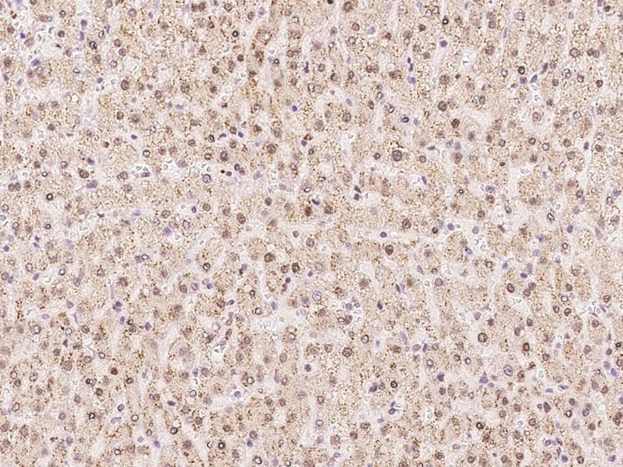 Polyclonal Rabbit anti-Human WDR4 Antibody (IHC, WB)