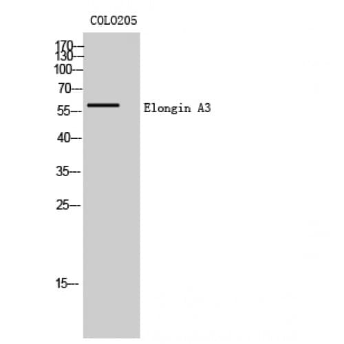 TCEB3C / Elongin A3 Antibody (350-430 aa, C-terminal)