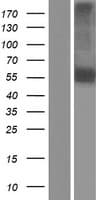 NEURL1 / NEURL Protein (Over-Expression Lysate Myc-DDK (Flag))