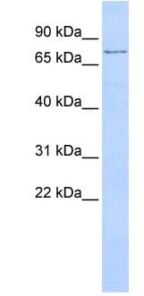 TMEM57 / Macoilin 1 Antibody (aa36-85)