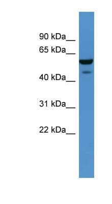 CHST11 Antibody (aa237-286)