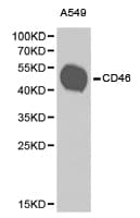 CD46 Antibody