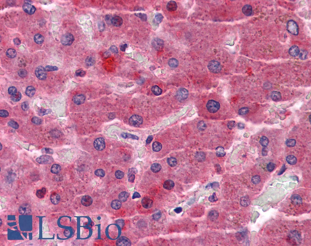 IHC-plus™ EYA4 Antibody (aa2-16)