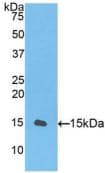 TGFB1 / TGF Beta 1 Antibody (aa260-373, Biotin)