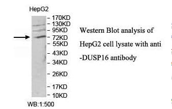 DUSP16 / MKP7 Antibody (aa70-249)