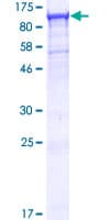 Human TTC7B Protein (Recombinant GST)