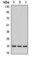 SCAND1 Antibody