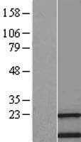 TMEM138 / HSPC196 Protein (Over-Expression Lysate Myc-DDK (Flag))