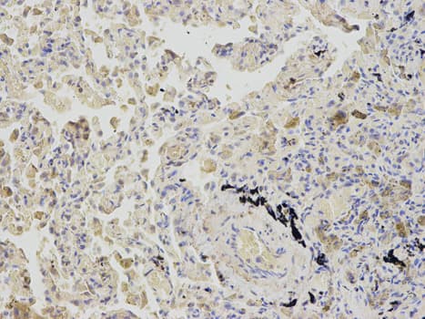 SAHH / AHCY Antibody