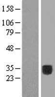 COLEC10 Protein (Over-Expression Lysate Myc-DDK (Flag))