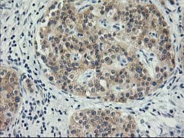 ITFG2 Antibody (clone OTI3C4)