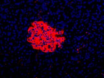 Pancreas Marker HPi3 Antibody (clone HIC1-7H10)
