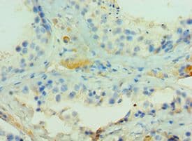 ADAMTSL1 Antibody (aa1483-1762)