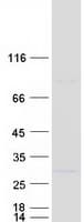 Human L3MBTL3 Protein (Recombinant Myc-DDK (Flag))