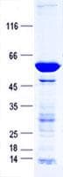 Human LACTB2 Protein (Recombinant GST, N-terminus + His, C-terminus)