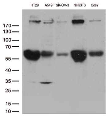 POLR2A / RNA polymerase II Antibody (aa1351-1614, clone OTI3C8, Carrier-free)