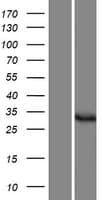 DPH5 Protein (Over-Expression Lysate Myc-DDK (Flag))