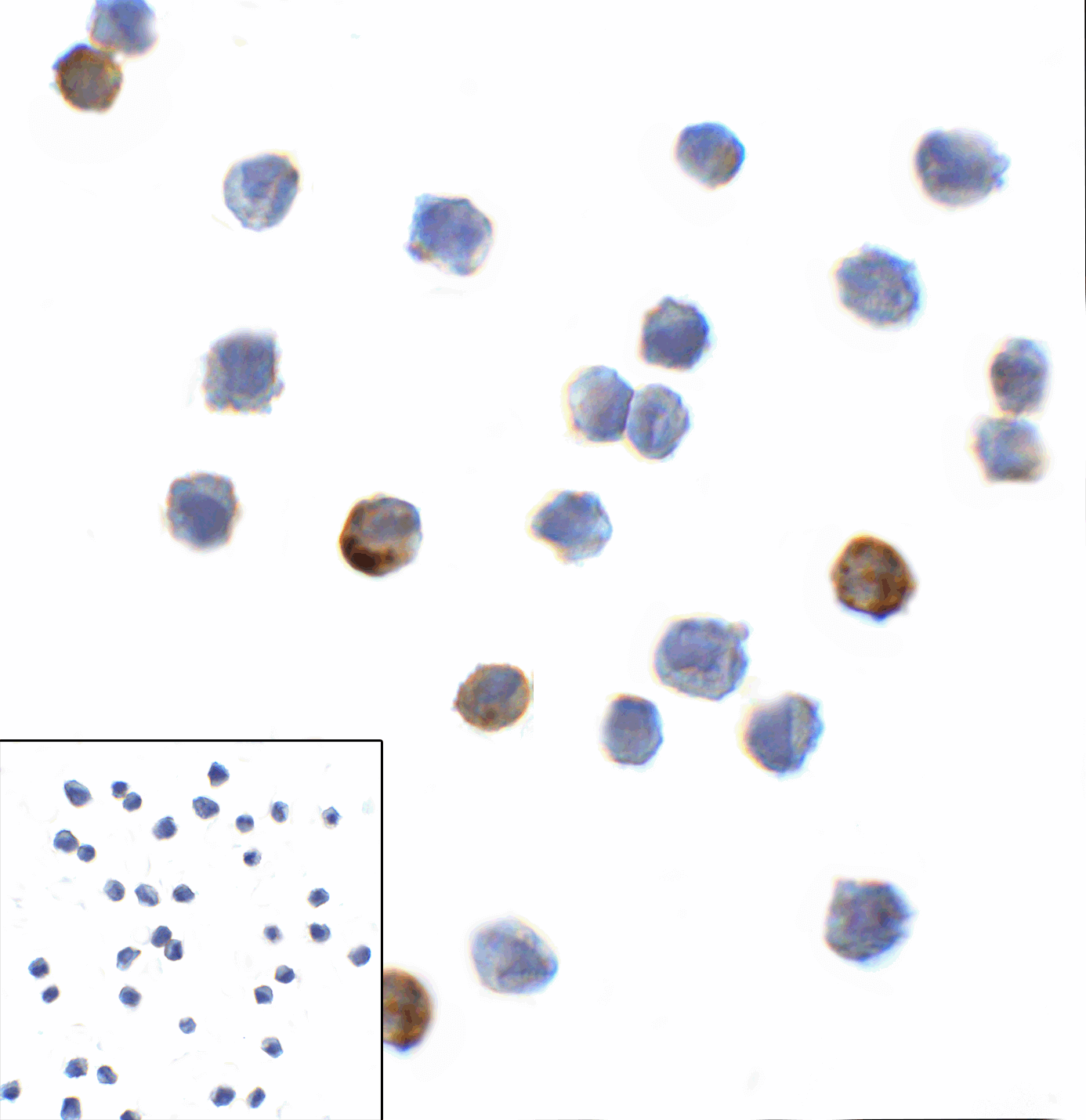 LAG3 Antibody (clone 7A7)