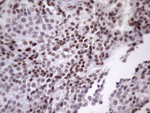 SRSF9 / SFRS9 Antibody (clone OTI5G7)
