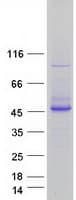 Human BPNT1 Protein (Recombinant Myc-DDK (Flag))