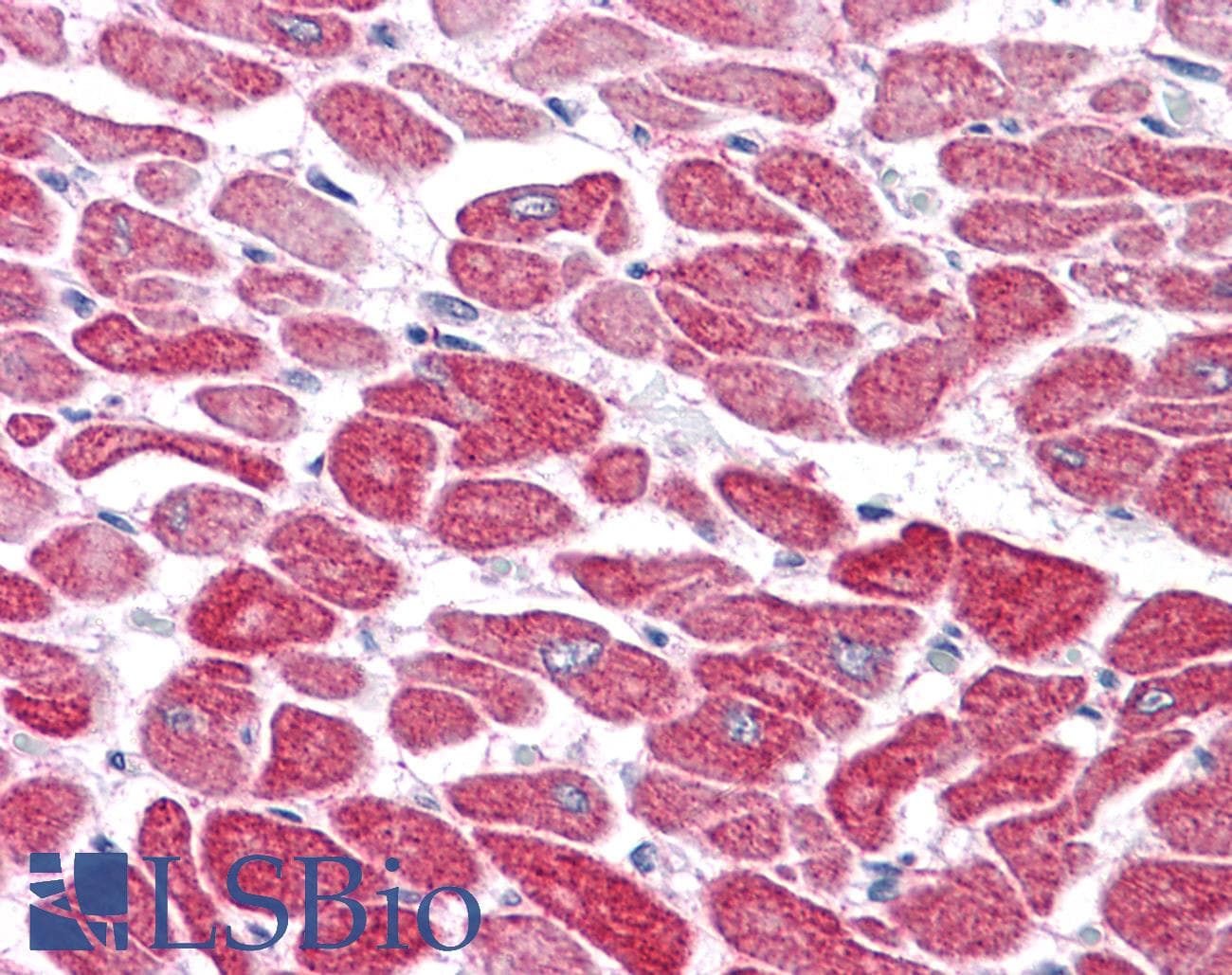 RSPO1 / RSPO Antibody