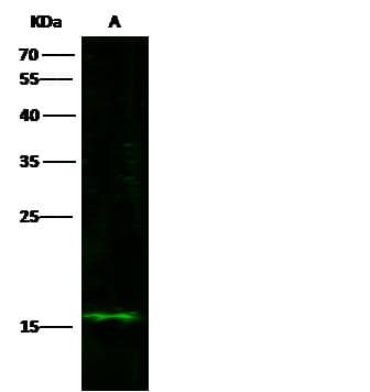 C1D Antibody (Preservative Free)