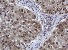 ZSCAN18 / ZNF447 Antibody (clone OTI4D1)